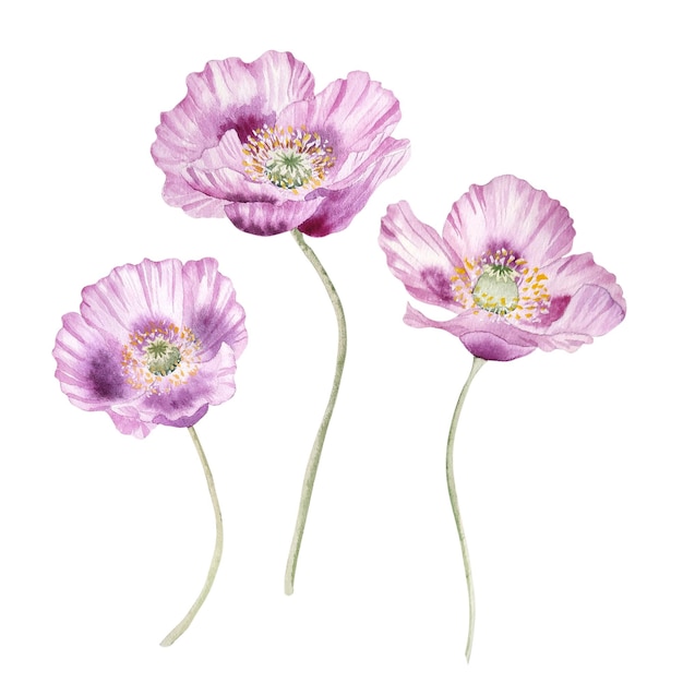 Watercolor pink poppies flowers