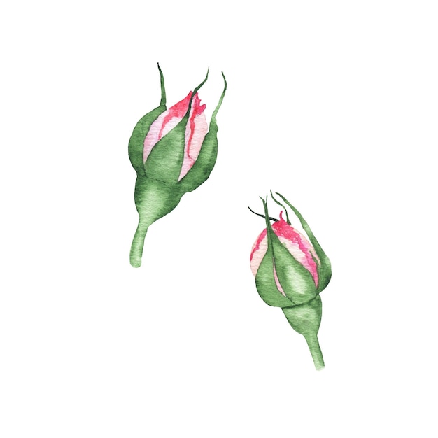 사진 수채화 핑크 장미 꽃 봉오리 꽃 식물 허브 봄 식물 절연