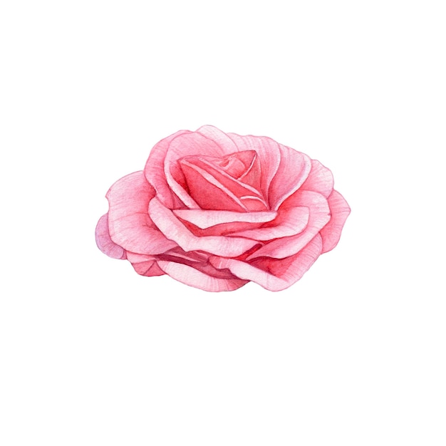 Watercolor pink rose bud on white background