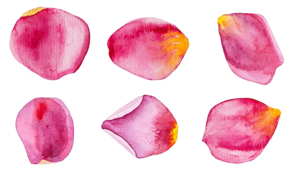 Set di illustrazioni di petali di rosa rosa dell'acquerello