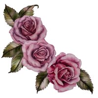 Watercolor pink roses and green leaves for valentine's day, wedding, mother's day, birthday party