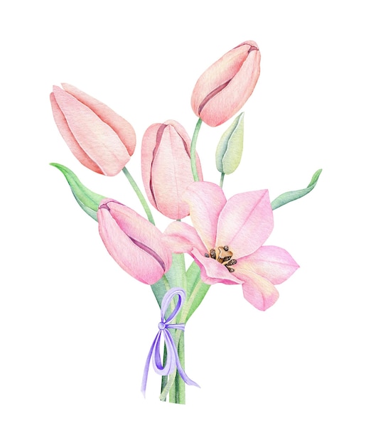 Watercolor pink tulip Spting flowers isolated on white background