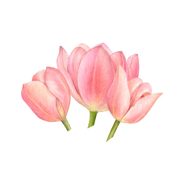 Watercolor pink tulips on white background for logo postcatd sticks background Flowers isolated