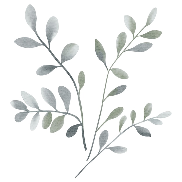 Акварель растения серый цвет акварель ботанический элемент для свадебных приглашений сохранить дату