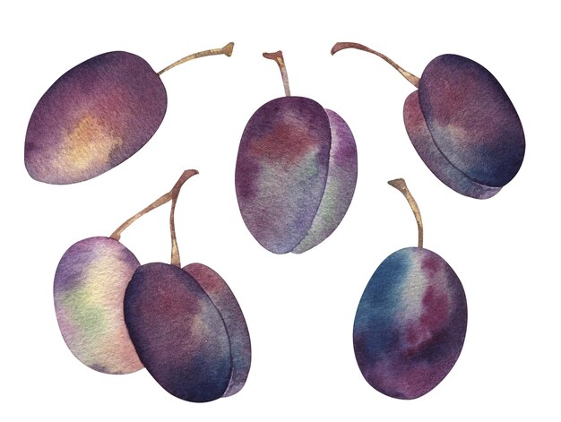 Watercolor Plums Hand drawn botanical illustrations blue fruit Isolated on white background Food summer season For packaging design textiles kitchens wear