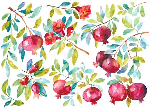 Watercolor pomegranate Leaves and branches for postcards