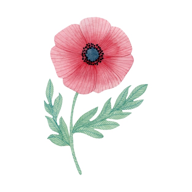 Watercolor poppy spring flower isolated on white background