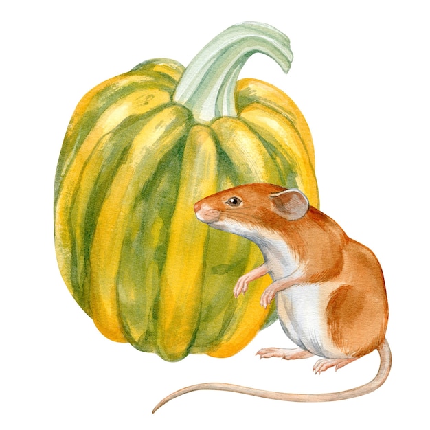 Watercolor portrait of mouse and pumpkin on white background