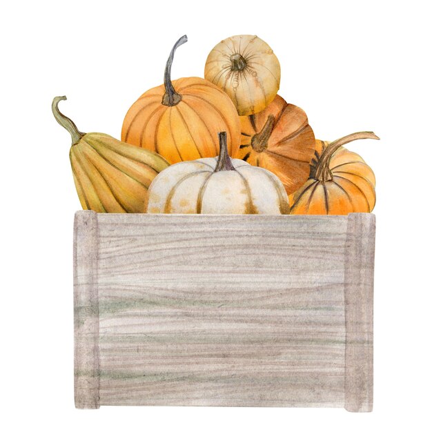 Watercolor pumpkins in box, Halloween illustration set, harvest, Thanksgiving autumn design elements, fall, holiday clip art isolated on white background.