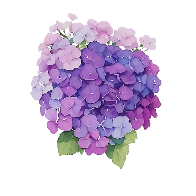 Watercolor purple hydrangea blooming print summer flowers petals and leaves