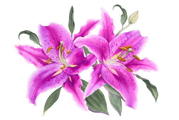 Watercolor purple lilies with leaves on white background.