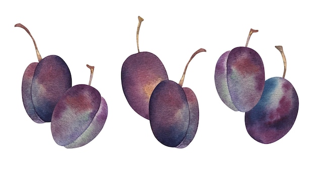 Watercolor purple ripe plums set isolated illustration on white background Food summer berry