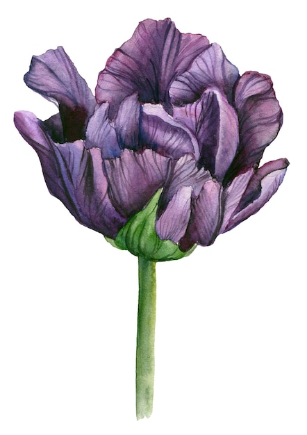 Watercolor purple tulip hand drawn floral illustration design elements