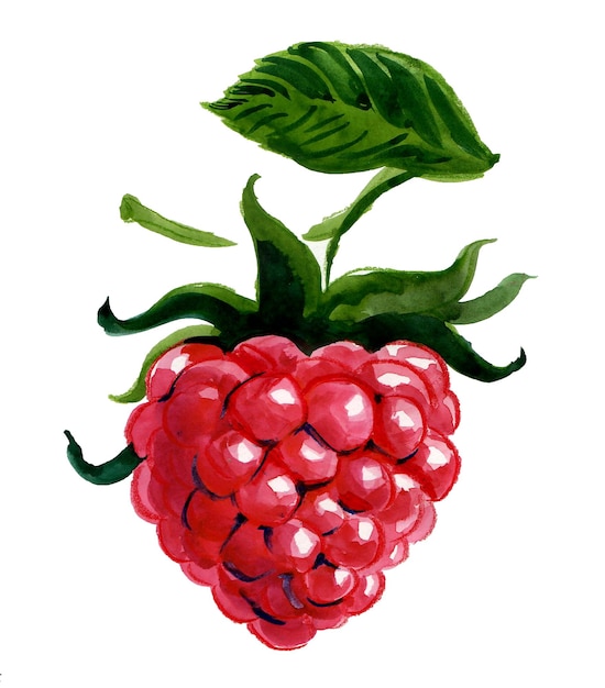 watercolor raspberry illustration
