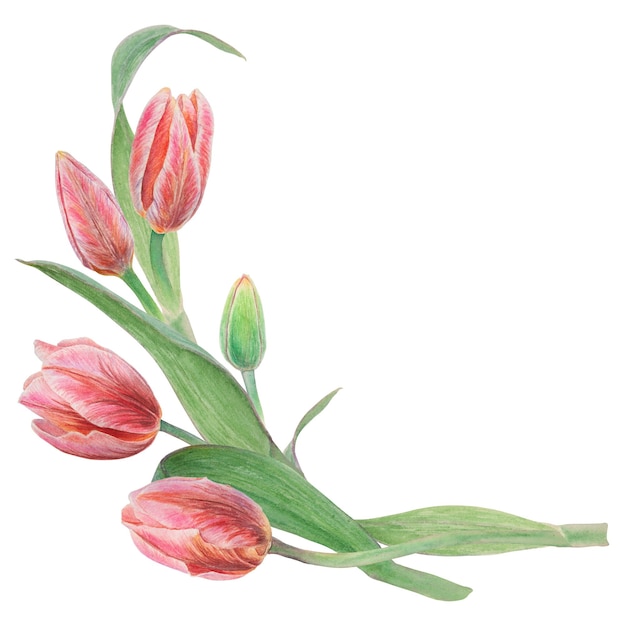 디자인 웨딩 인쇄 제품 종이 초대장 카드 직물 포스터를 위해 흰색 배경에 분리된 분홍색 튤립이 있는 부케의 수채색 사실적인 식물학적 그림