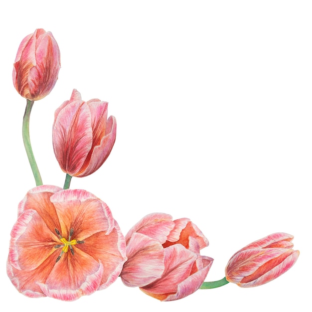 디자인 웨딩 인쇄 제품 종이 초대장 카드 패브릭 포스터를 위해 흰색 배경에 격리된 분홍색 튤립 코너의 수채화 현실적인 식물학적 그림