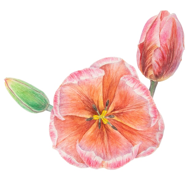 Watercolor realistic botanical illustration of pink tulips isolated on white background for your design wedding print products paper invitations cards fabric posters