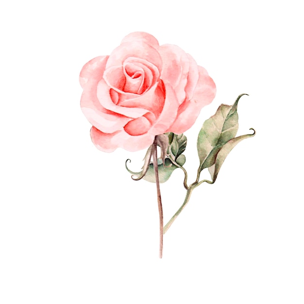 Photo watercolor realistic rose hand drawing