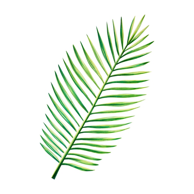 Watercolor realistic tropical illustration of palm leaf isolated on white background Beautiful botan