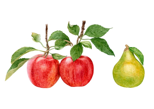 Watercolor red apples with leaves, green yellow pear isolated on white.