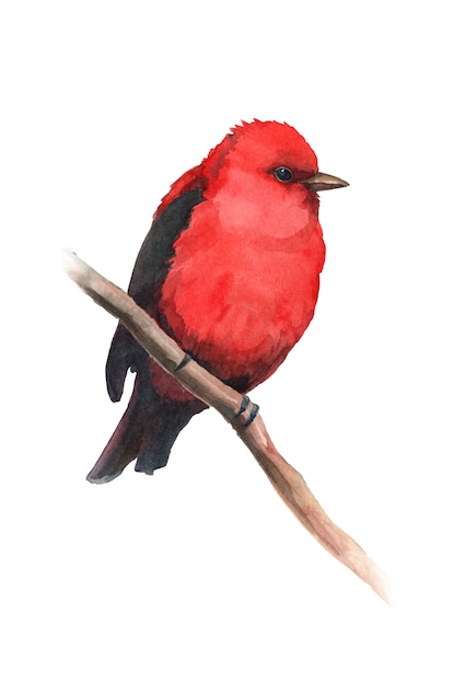 Photo watercolor red cardinal bird on a branch