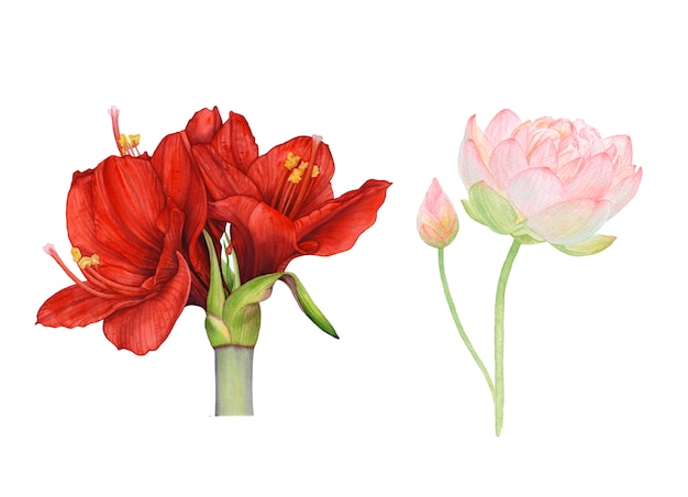 Watercolor red, pink flowers on white background.