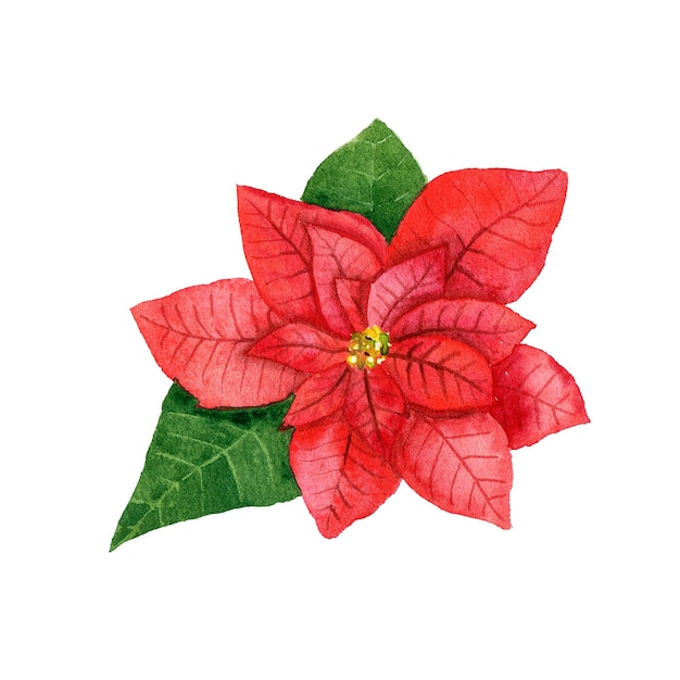 Watercolor red poinsettia