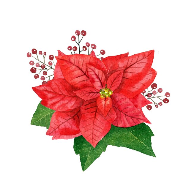 Watercolor red poinsettia