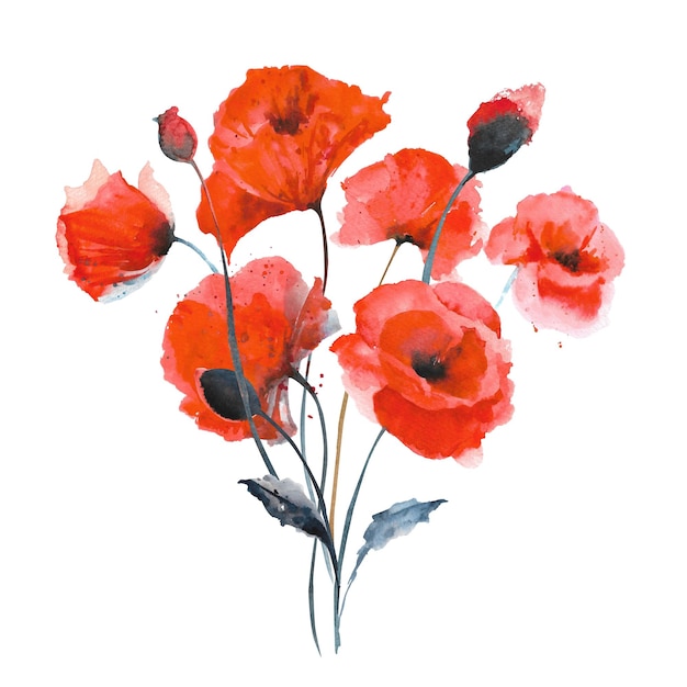 Watercolor red poppies Composition of red poppies on a white background