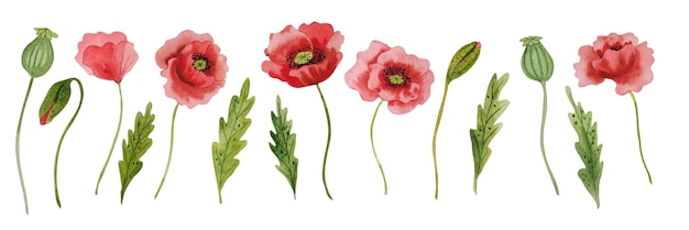 Watercolor red poppies handdrawn clipart