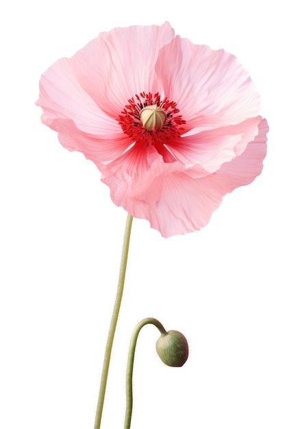 Watercolor red poppy flower isolated