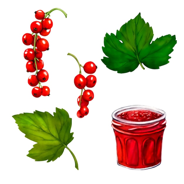 Watercolor red ripe currant berries isolated on white background Hand drawn botanical illustration Clip art berry branches Jar with jellydessert yogurt