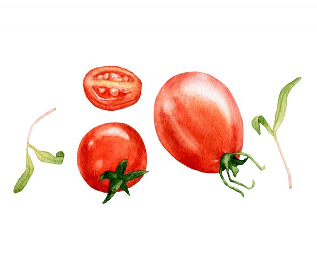 Watercolor red tomatoes isolated.