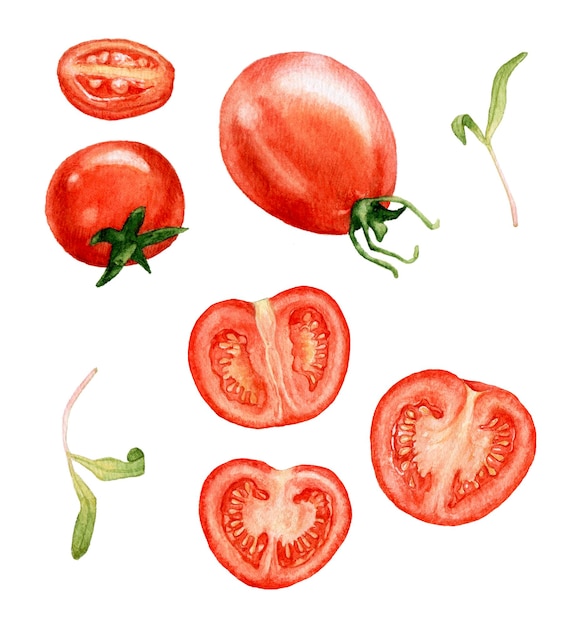 Watercolor red tomatoes on white background