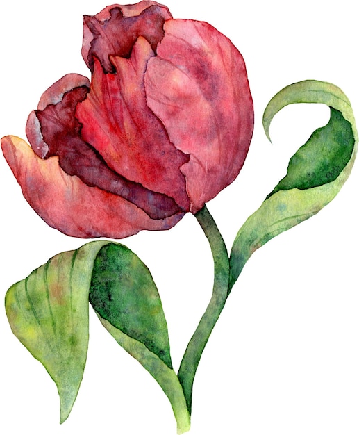 수채화 빨간 튤립 손으로 그린 꽃 그림 디자인 요소