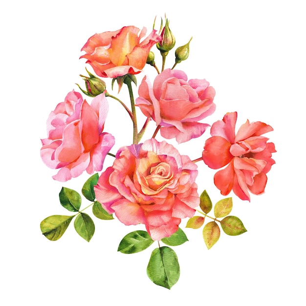 수채화 장미 흰색 배경에 꽃잎과 가지가 있는 분홍색과 주황색 장미 편집