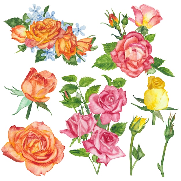 Watercolor roses flowers floral paint illustration with clipping