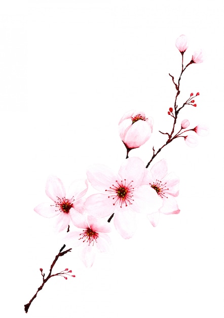 Photo watercolor sakura branches hand painted.