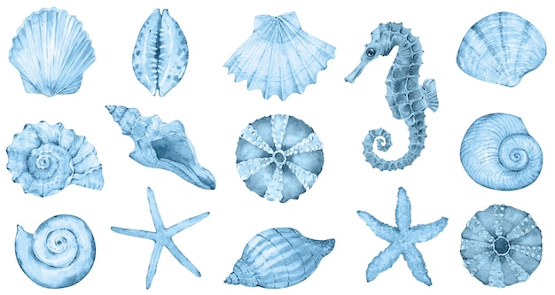 Foto acquerello mare collezione conchiglie blu cavalluccio marino stella marina