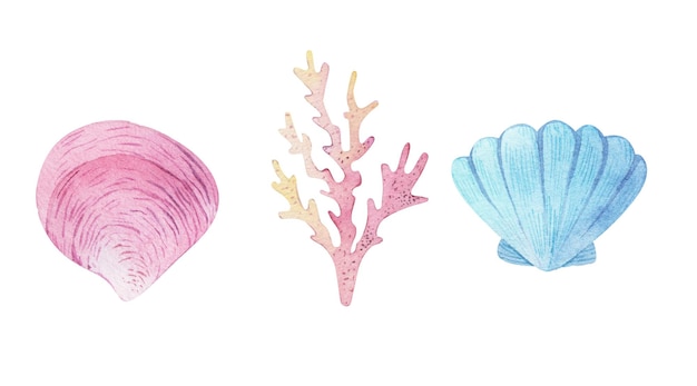 watercolor sea set of starfish seashells conch peonies on an isolated white background underwater world hand drawing summer clipart for printing on postcards packaging fabric design textile