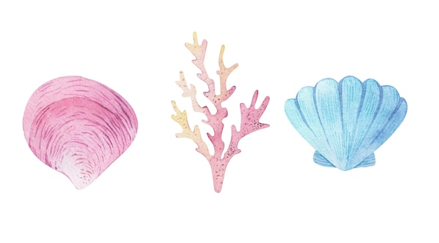 Watercolor sea set of starfish seashells conch peonies on an isolated white background underwater world hand drawing summer clipart For Printing on postcards packaging fabric design textile