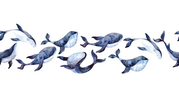 シロナガスクジラと水彩のシームレスな境界線 白い背景で隔離の手描きイラスト リアルな水中動物 プレミアム写真
