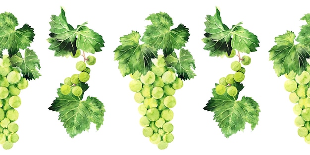 Watercolor seamless border with grape brushes branches and leaves of various grape varieties