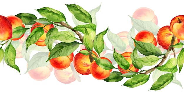 watercolor seamless border with illustration of summer fruit peach or apricot nectarine on a branches with green leaves sketch of sweet food isolated on white background