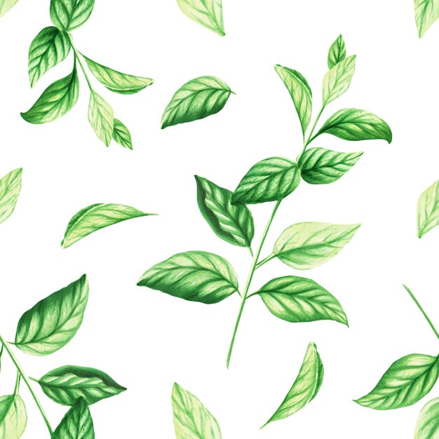 Watercolor seamless pattern of fresh peppermint leaves isolated on background Detail of beauty pro
