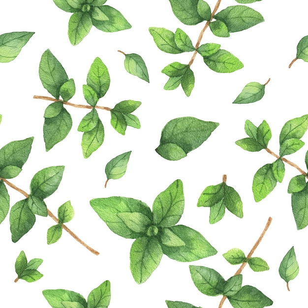 Watercolor seamless pattern hand drawn herb oregano