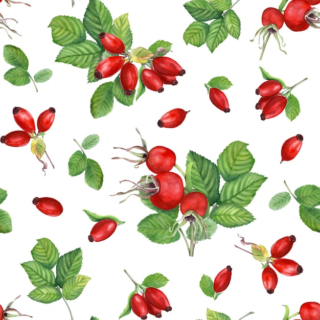 Watercolor seamless pattern with Dog Rose Brier leaves and branches with berries Autumn illustration isolated on white