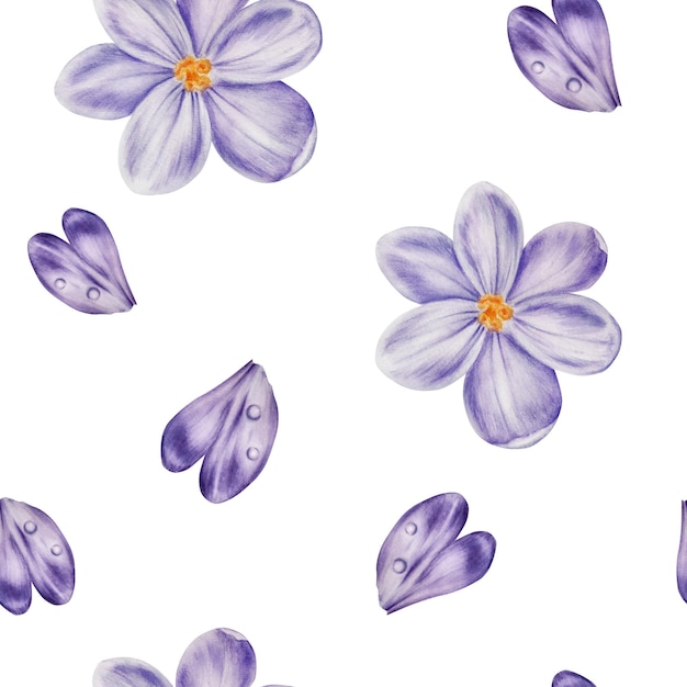 Watercolor seamless pattern with purple blooming crocus flower isolated on background Spring and eas