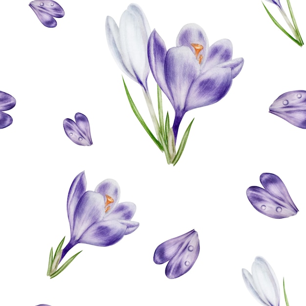 Photo watercolor seamless pattern with purple and white blooming crocus flower isolated on background spri