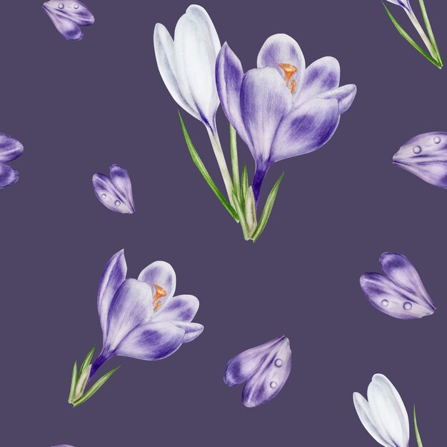 Photo watercolor seamless pattern with purple and white blooming crocus flower isolated on background